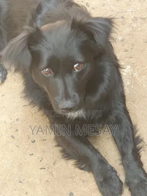 6-12 months Male Mixed Breed Dog