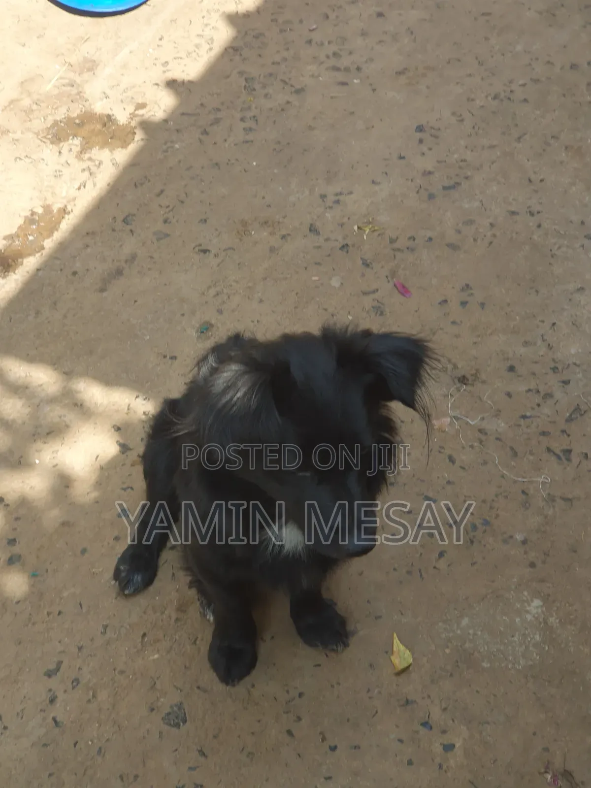 6-12 months Male Mixed Breed Dog
