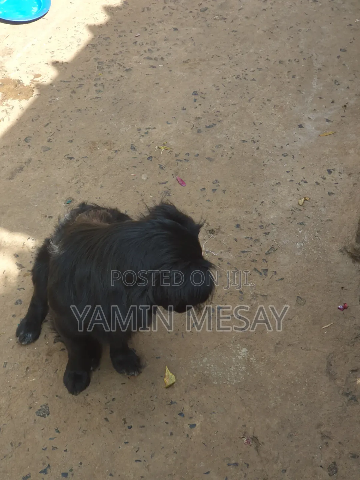 6-12 months Male Mixed Breed Dog