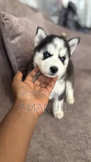 1-3 months Male Purebred Siberian Husky
