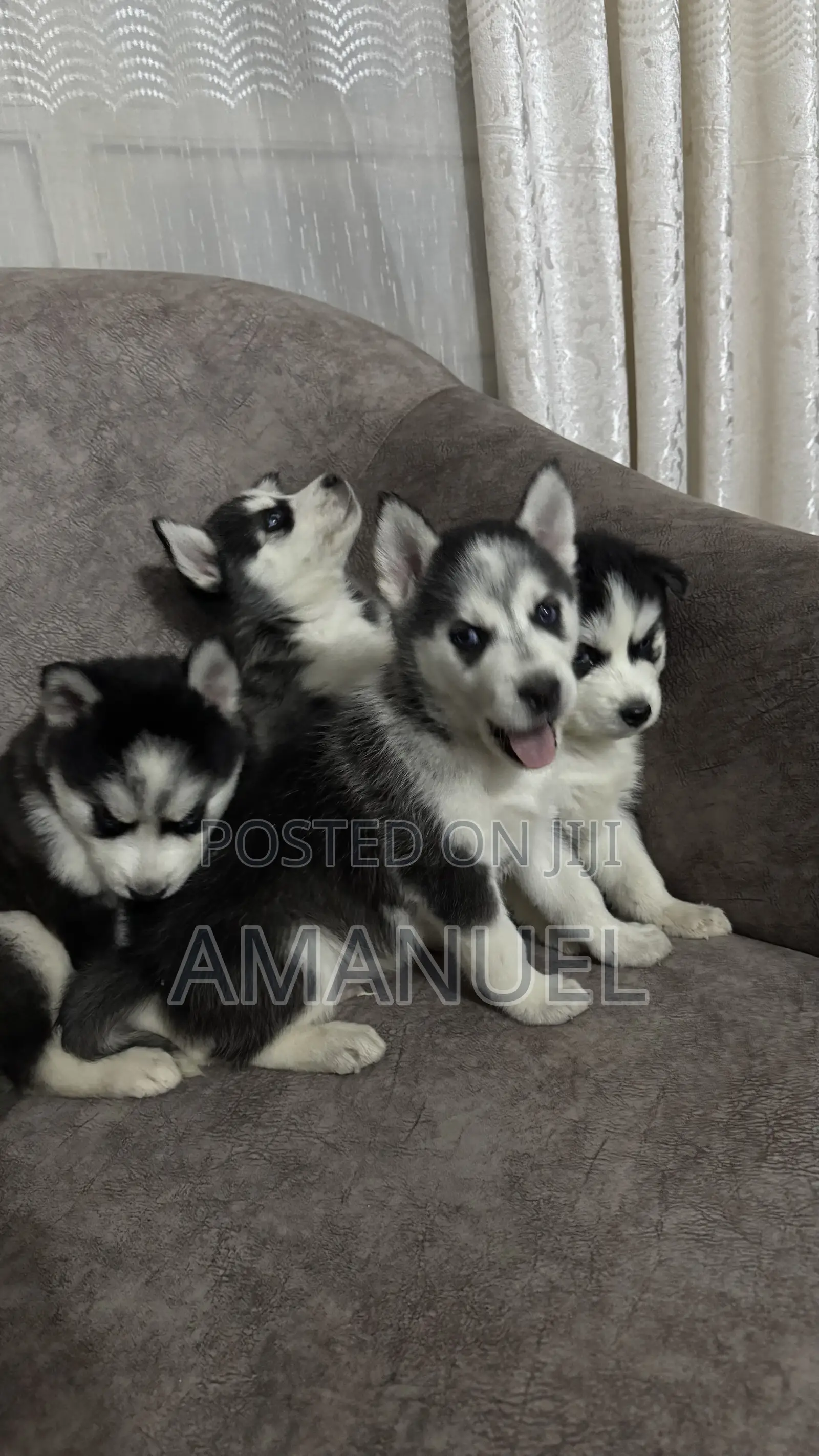 1-3 months Male Purebred Siberian Husky