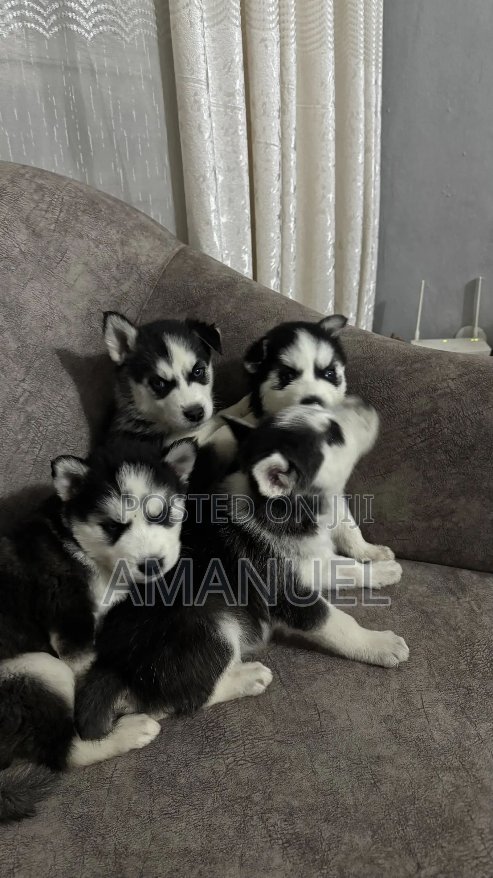 1-3 months Male Purebred Siberian Husky