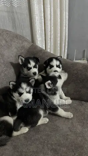 1-3 months Male Purebred Siberian Husky