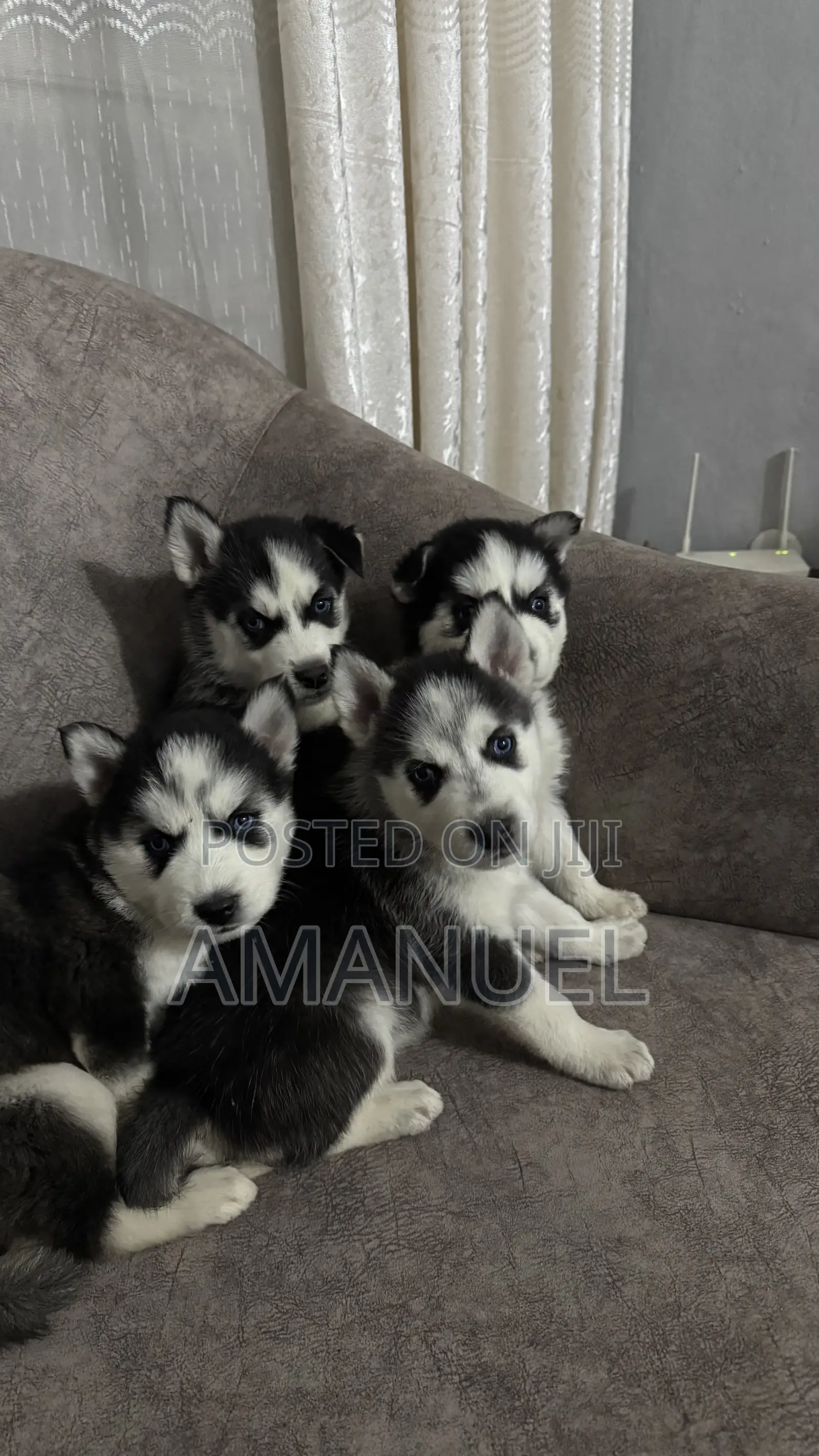 1-3 months Male Purebred Siberian Husky