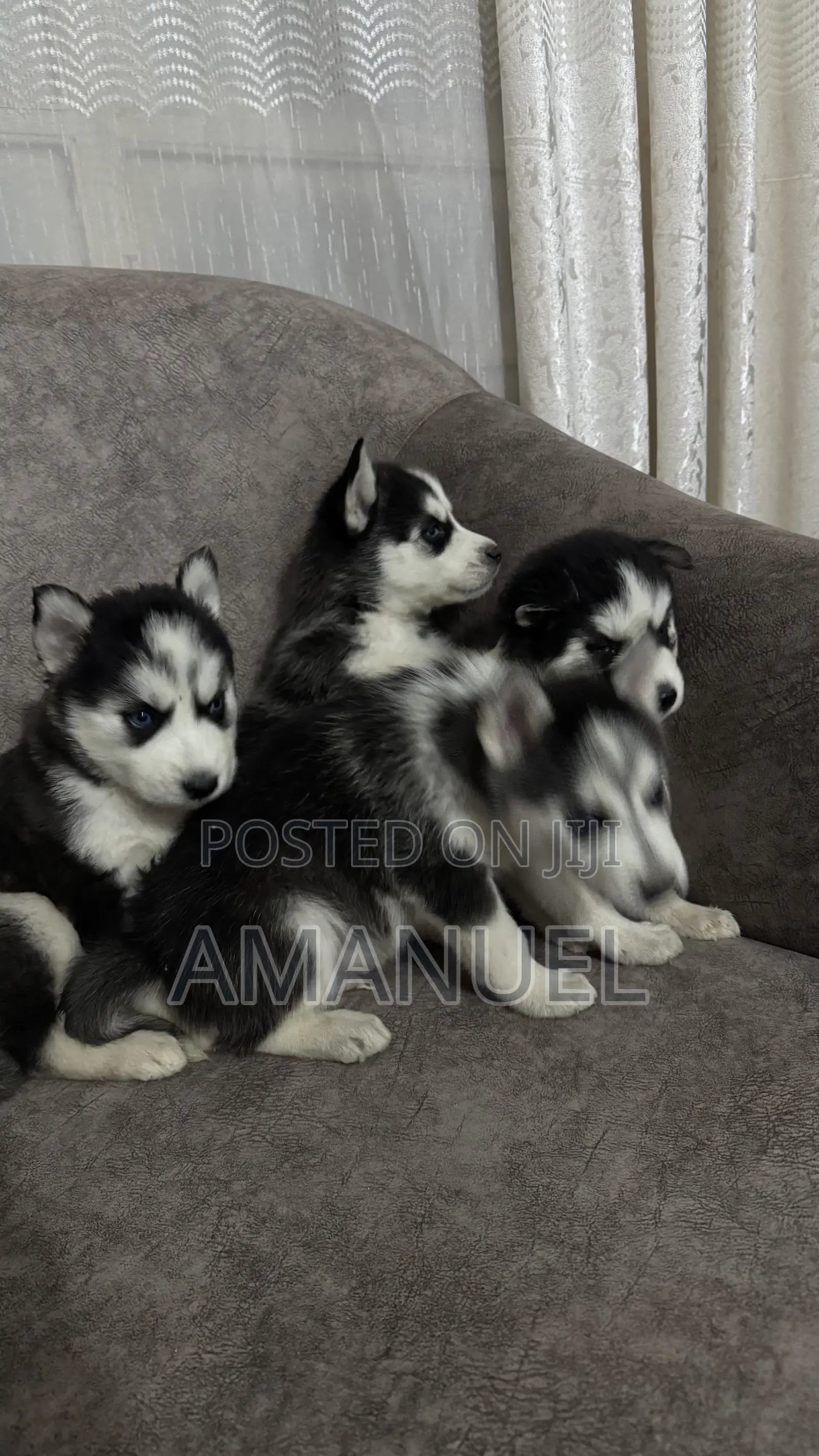 1-3 months Male Purebred Siberian Husky
