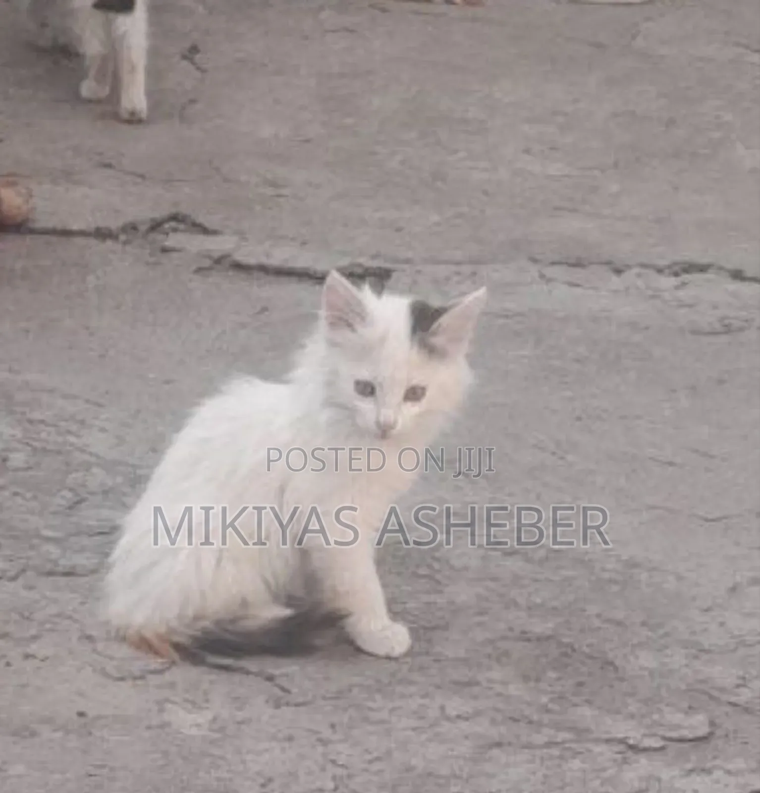 1-3 months Male Purebred American Curl