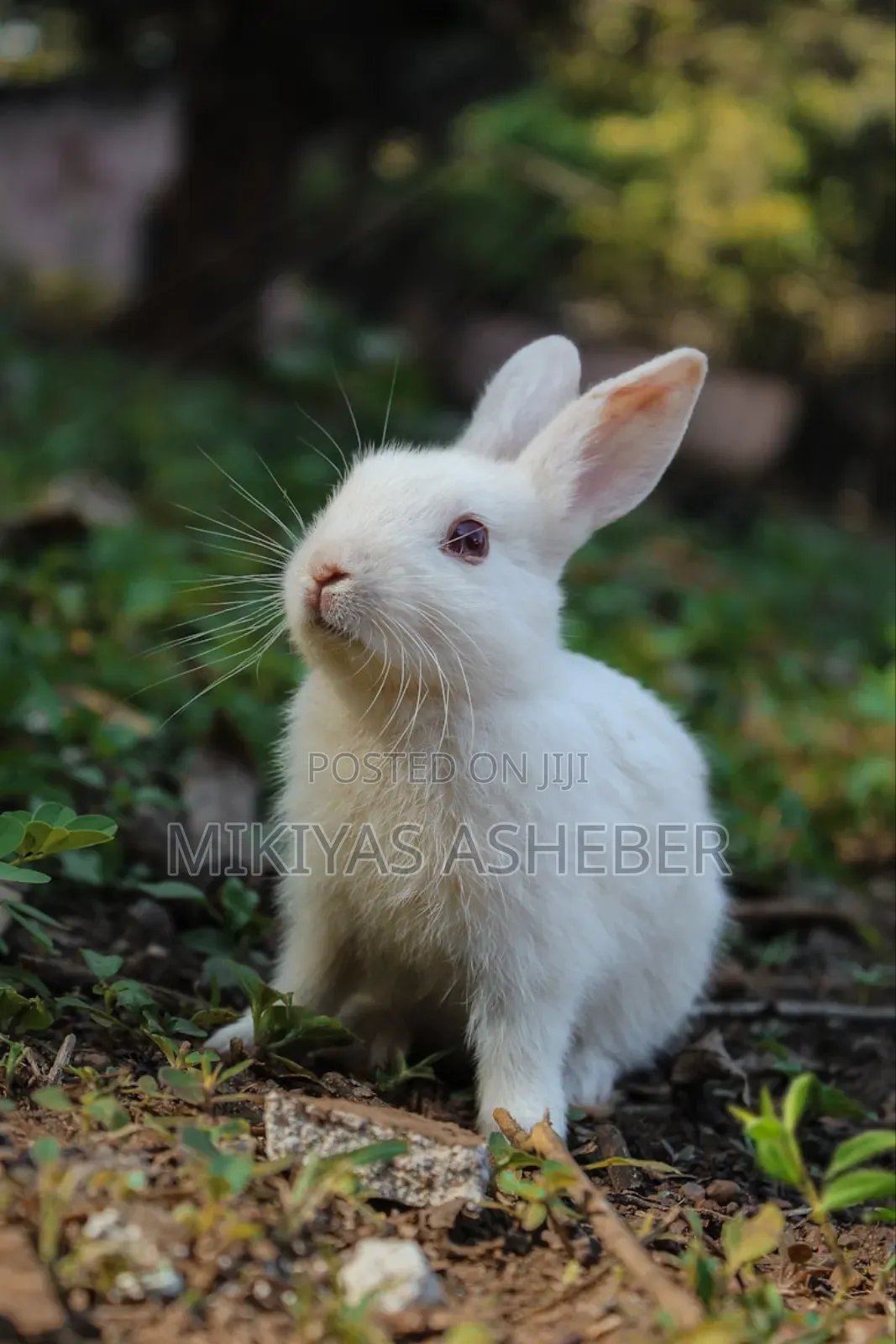 Imported Rabbits