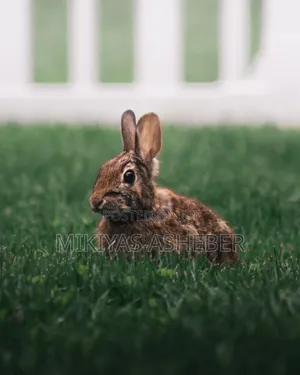 Rabbits Available Now
