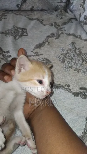 1-3 months Male Mixed Breed American Shorthair