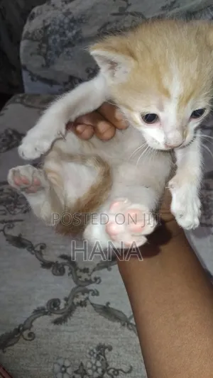 1-3 months Male Mixed Breed American Shorthair