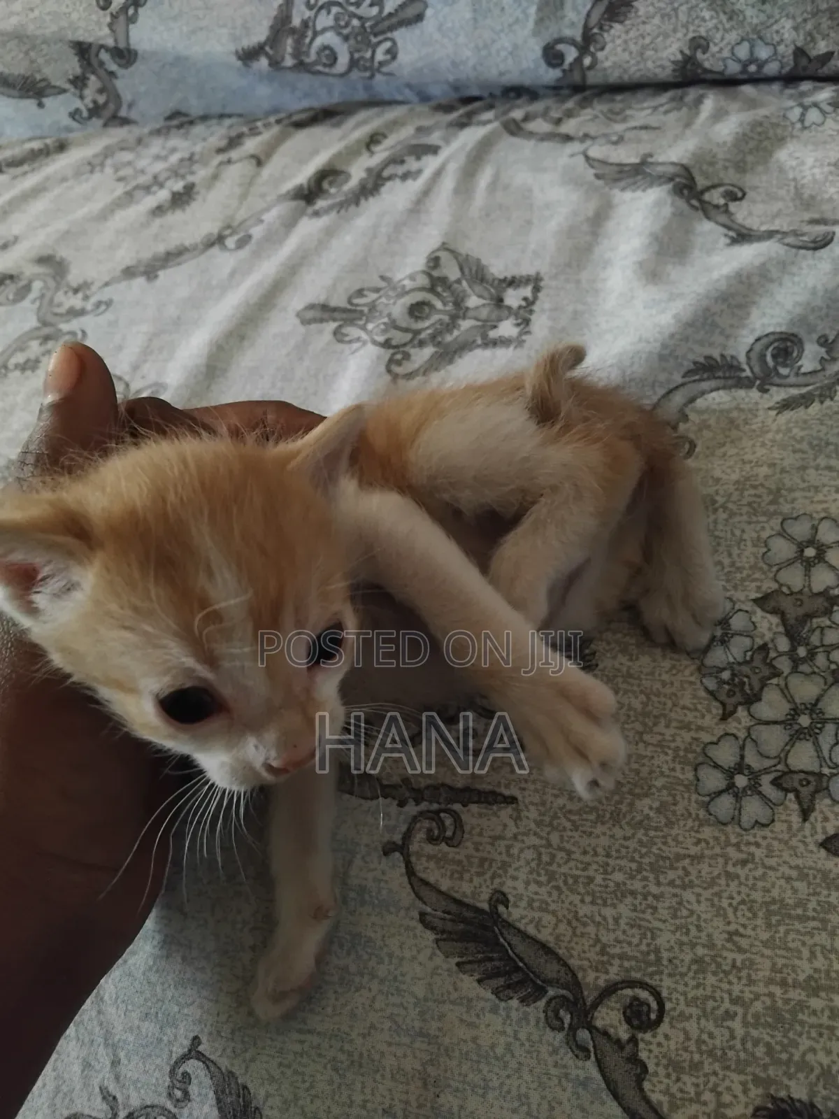 1-3 months Male Mixed Breed American Shorthair