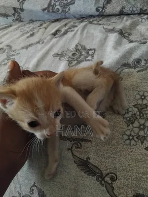 1-3 months Male Mixed Breed American Shorthair