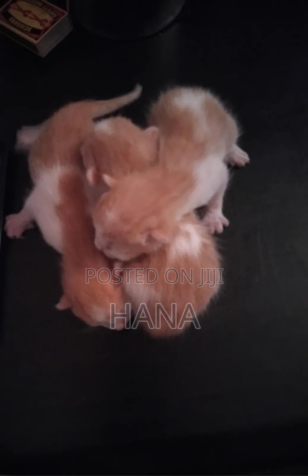 1-3 months Male Mixed Breed American Shorthair