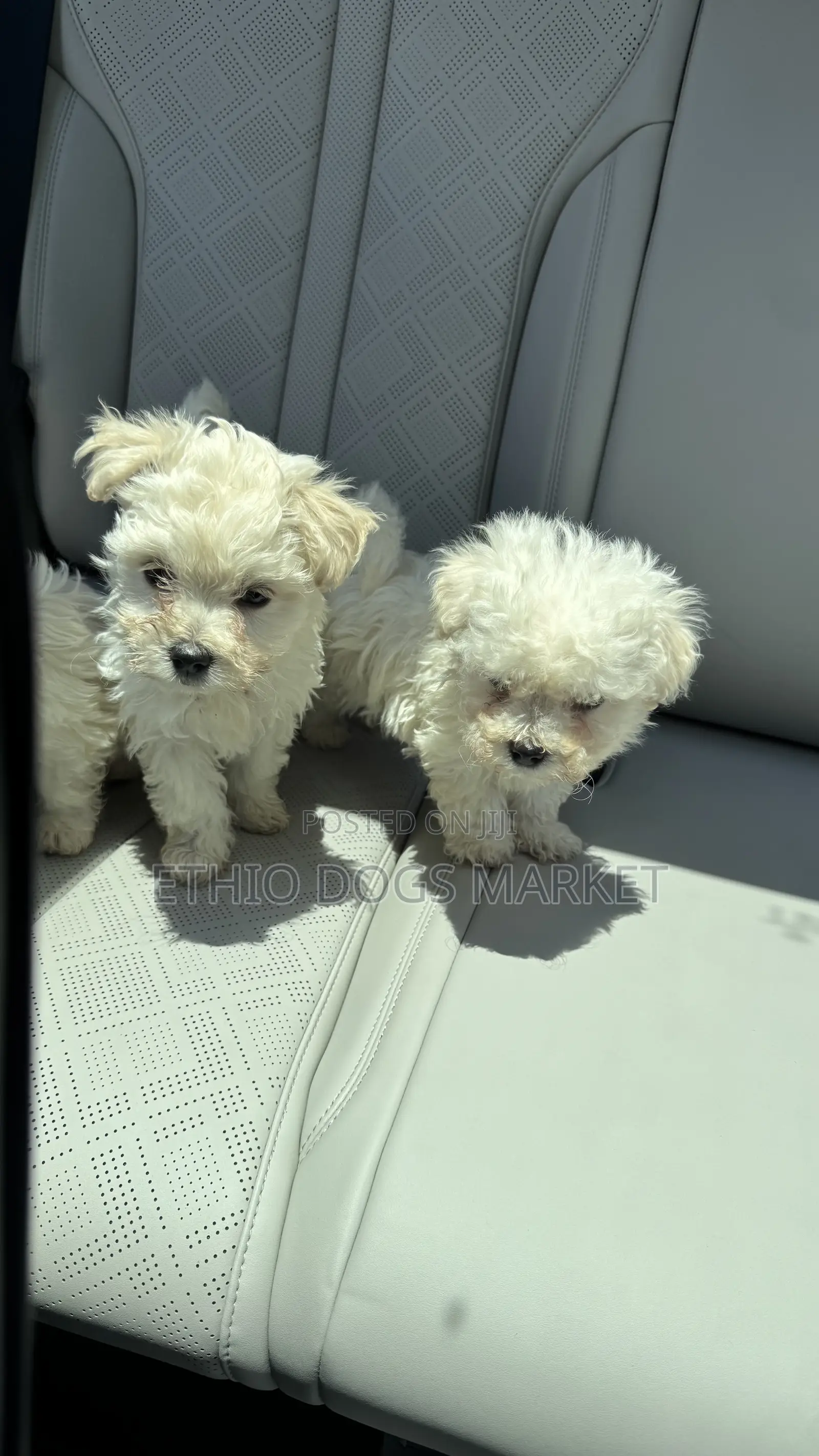 1-3 months Female Purebred Maltese