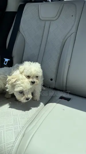 1-3 months Female Purebred Maltese