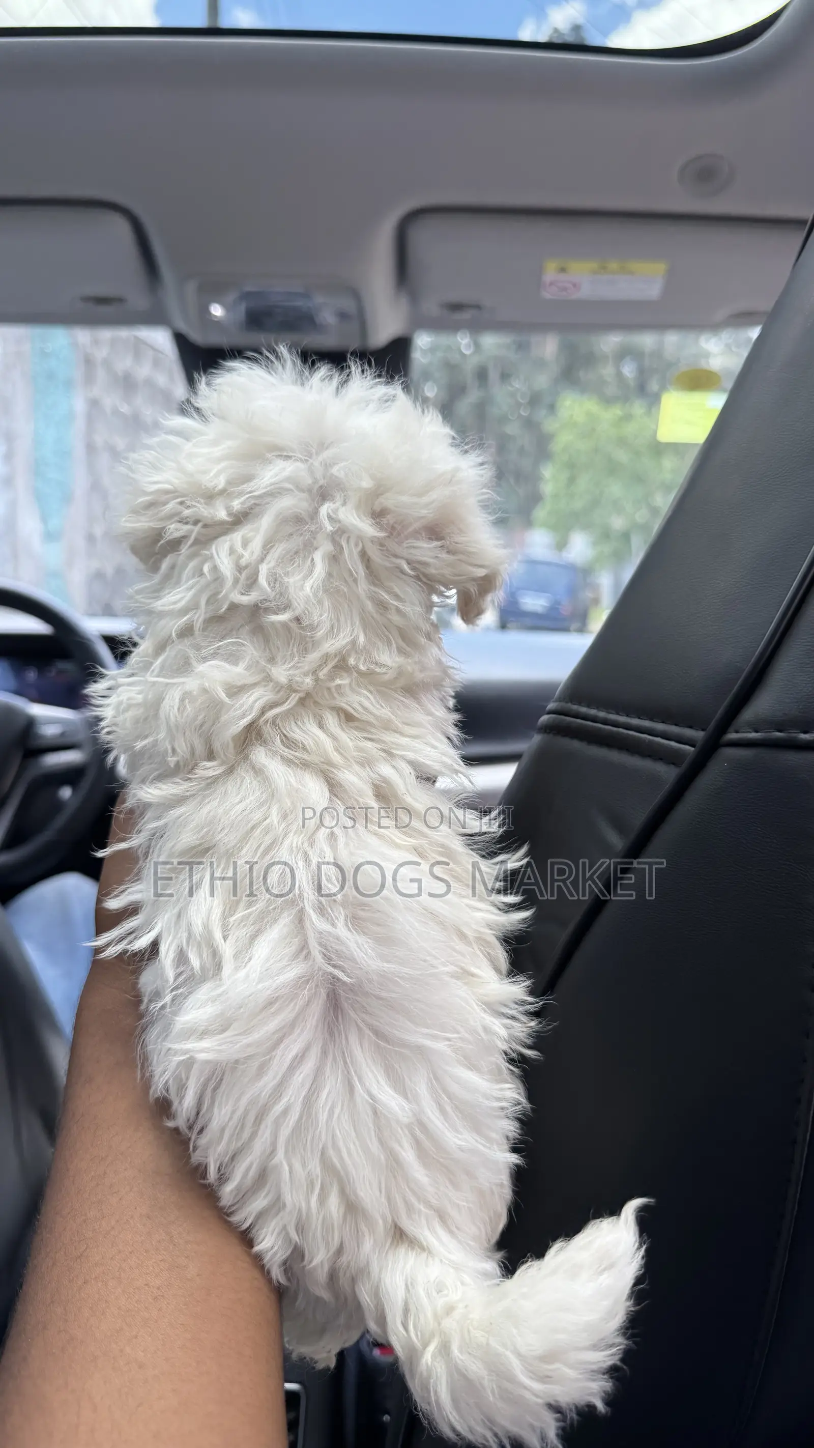 1-3 months Male Purebred Maltese