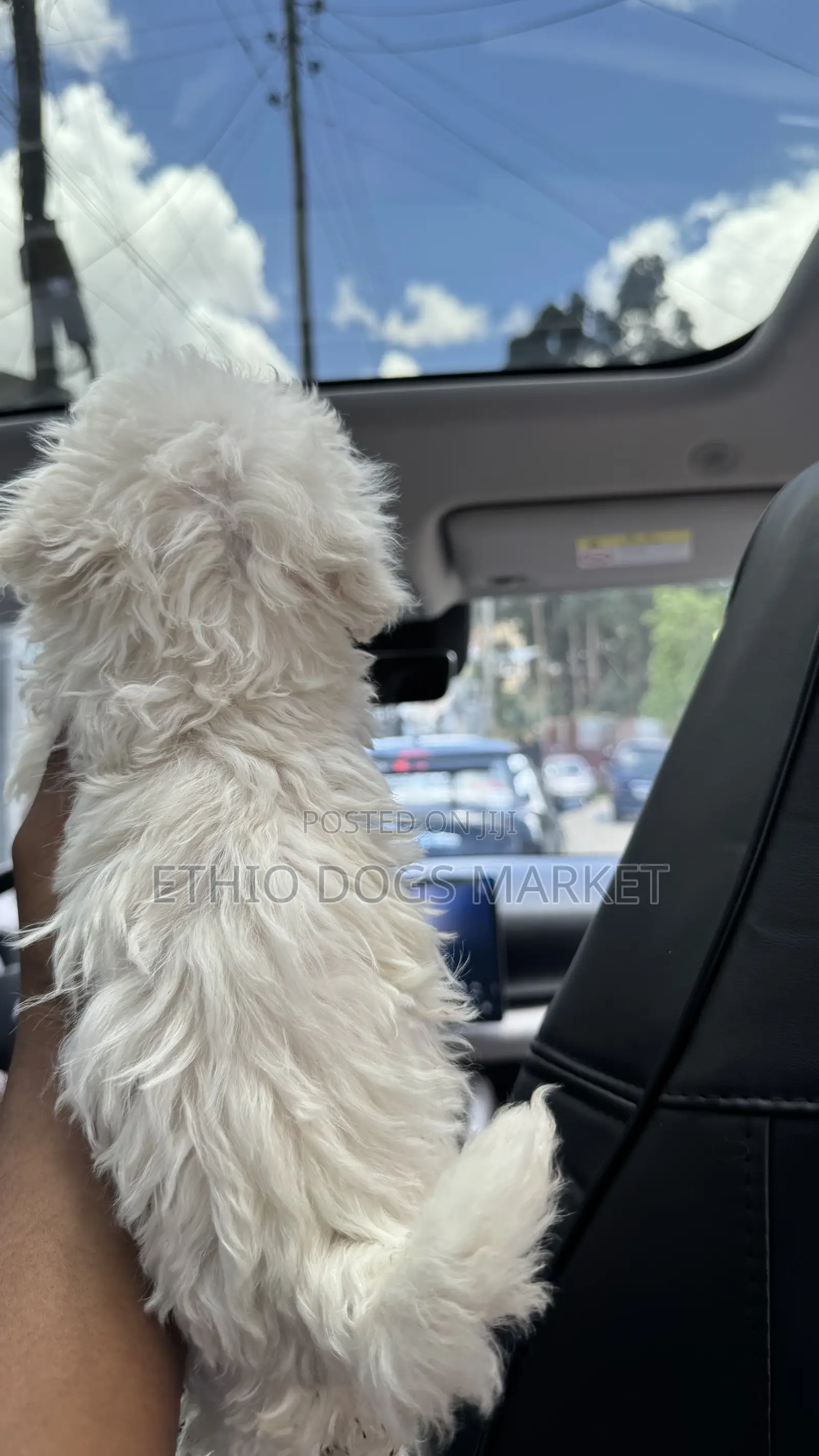 1-3 months Male Purebred Maltese