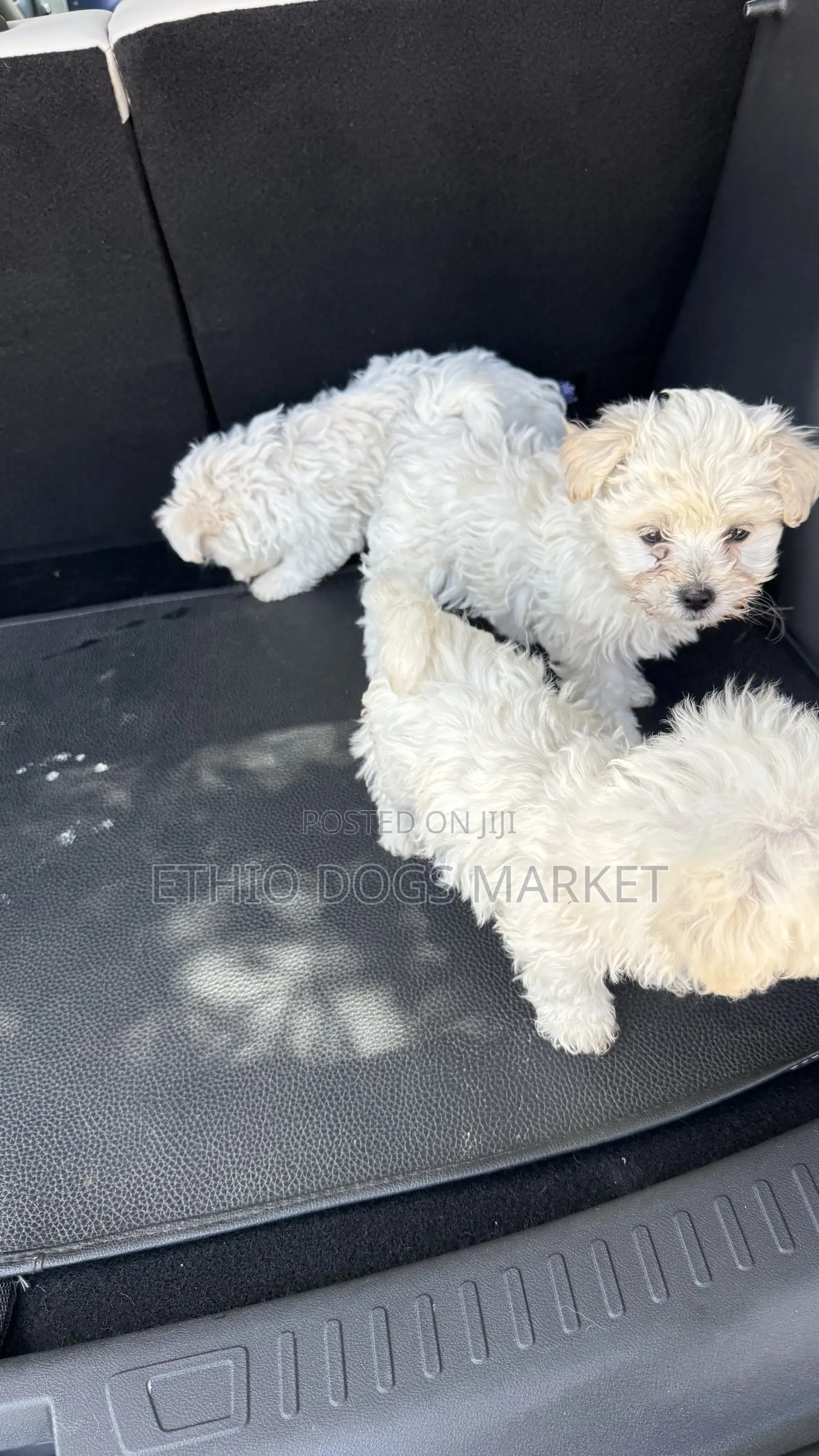1-3 months Male Purebred Maltese