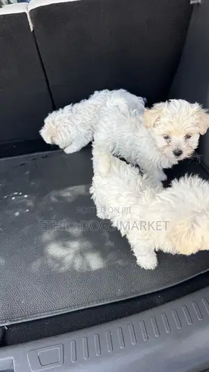 1-3 months Male Purebred Maltese