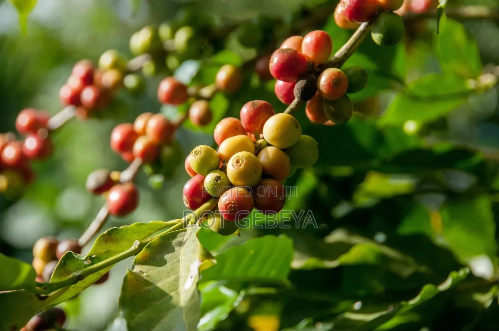 Coffee ቡና (የተቆላ የተፈጨ ጥሬ ብና እናቀርባለን)ከ5ኪሎ በላይ ሲያዙ በነፃ እናደርሳለን