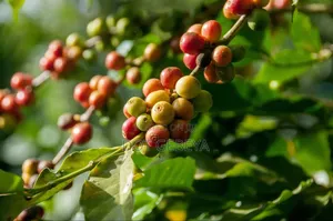 Coffee ቡና (የተቆላ የተፈጨ ጥሬ ብና እናቀርባለን)ከ5ኪሎ በላይ ሲያዙ በነፃ እናደርሳለን