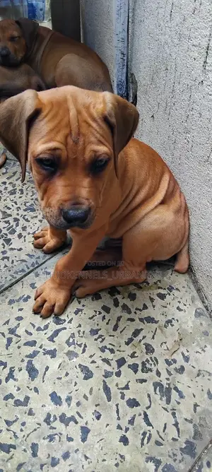 1-3 months Male Purebred Boerboel