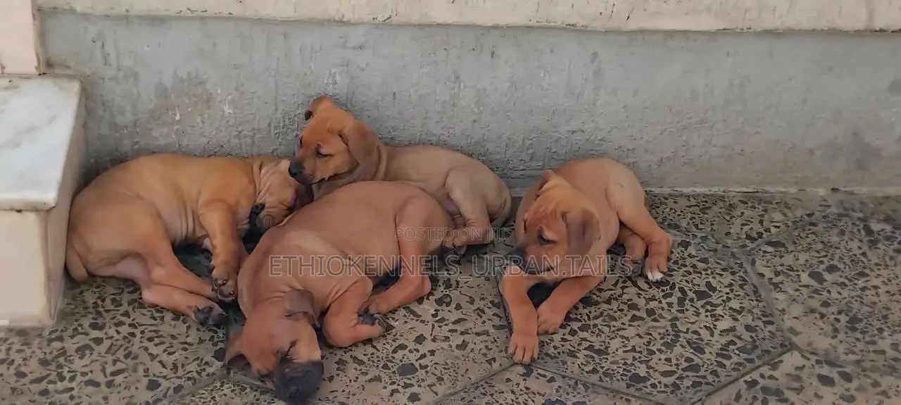 1-3 months Male Purebred Boerboel