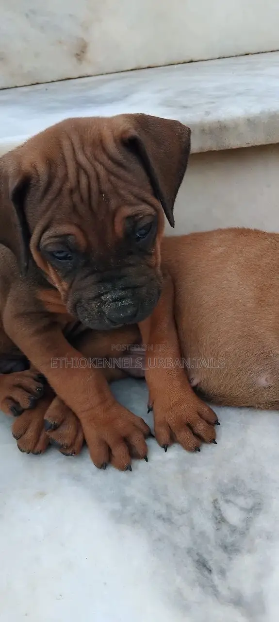 1-3 months Male Purebred Boerboel