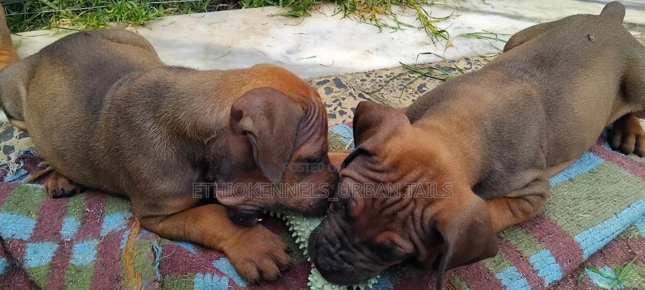 1-3 months Male Purebred Boerboel