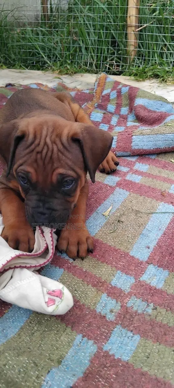 1-3 months Male Purebred Boerboel
