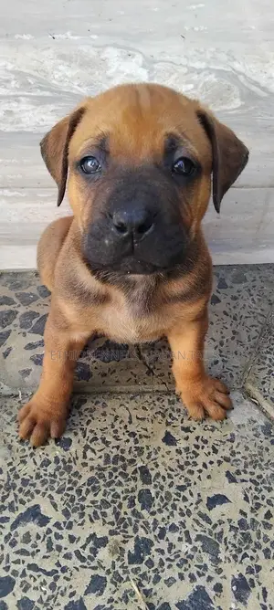1-3 months Male Purebred Boerboel