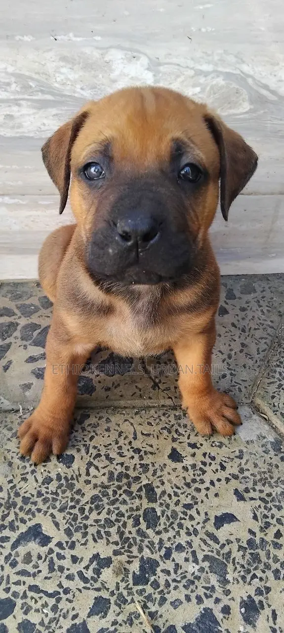 1-3 months Male Purebred Boerboel