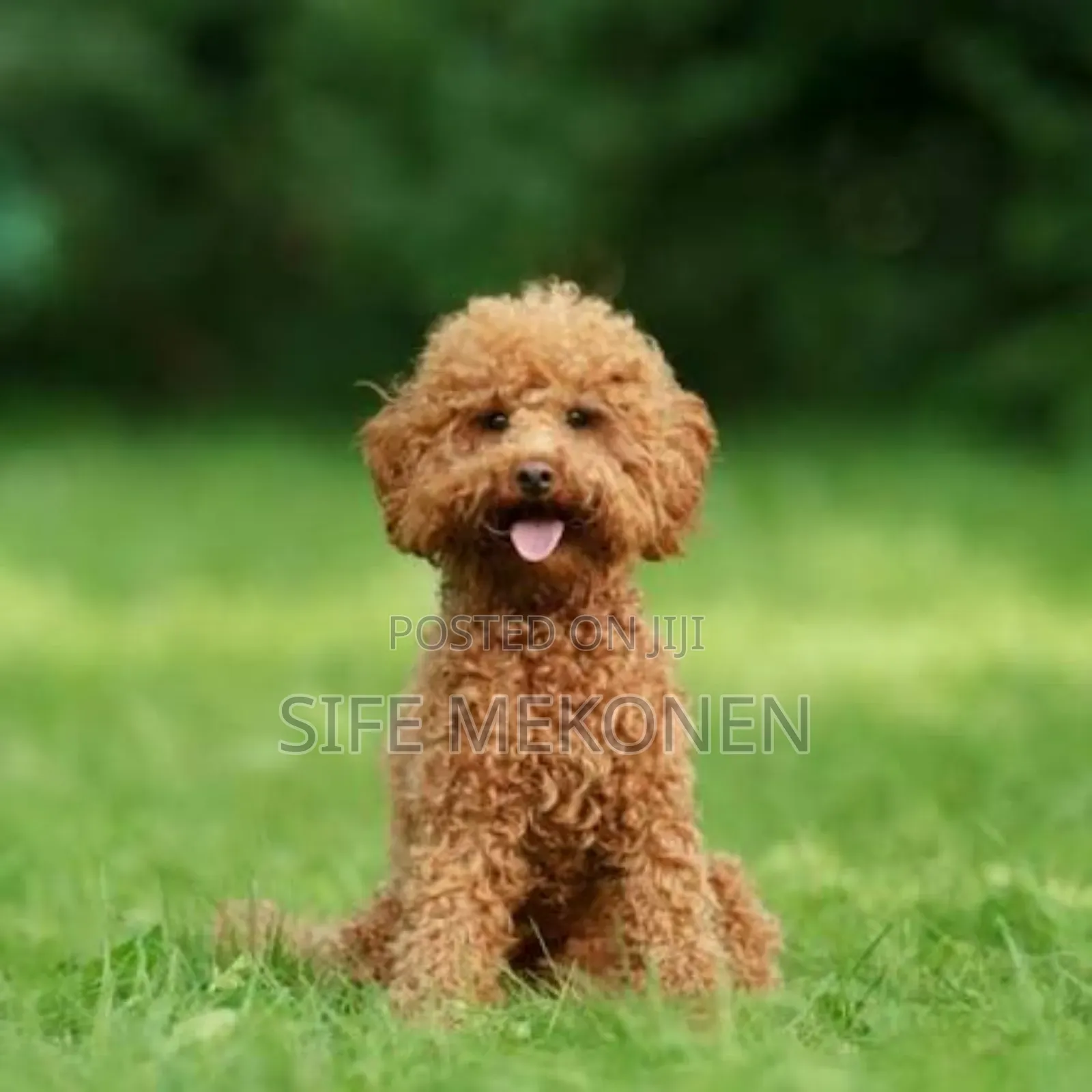 1-3 months Female Purebred Poodle