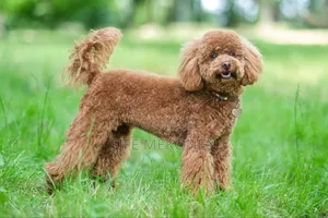 1-3 months Male Purebred Poodle