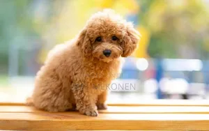 1-3 months Male Purebred Poodle