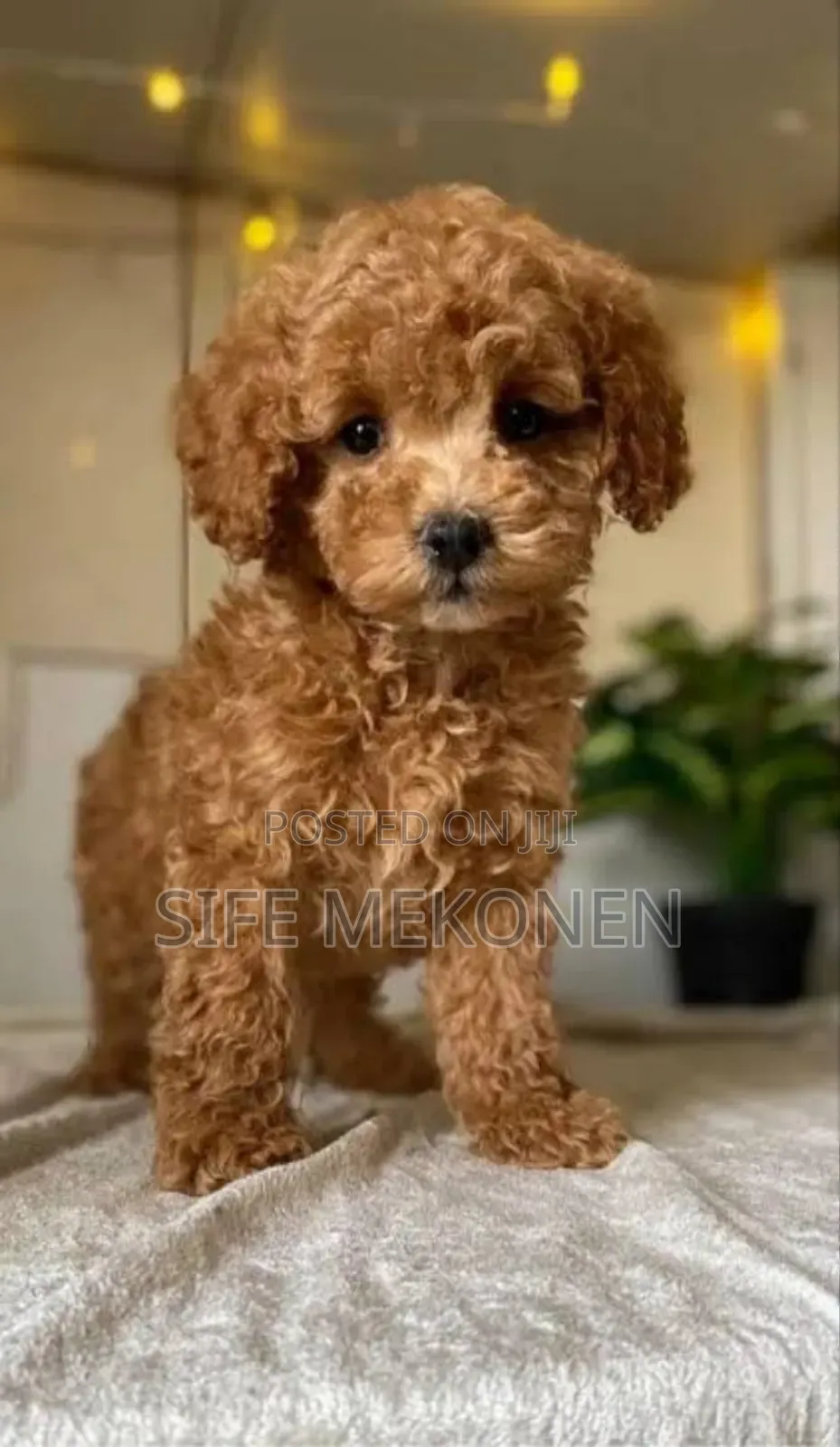 1-3 months Male Purebred Poodle