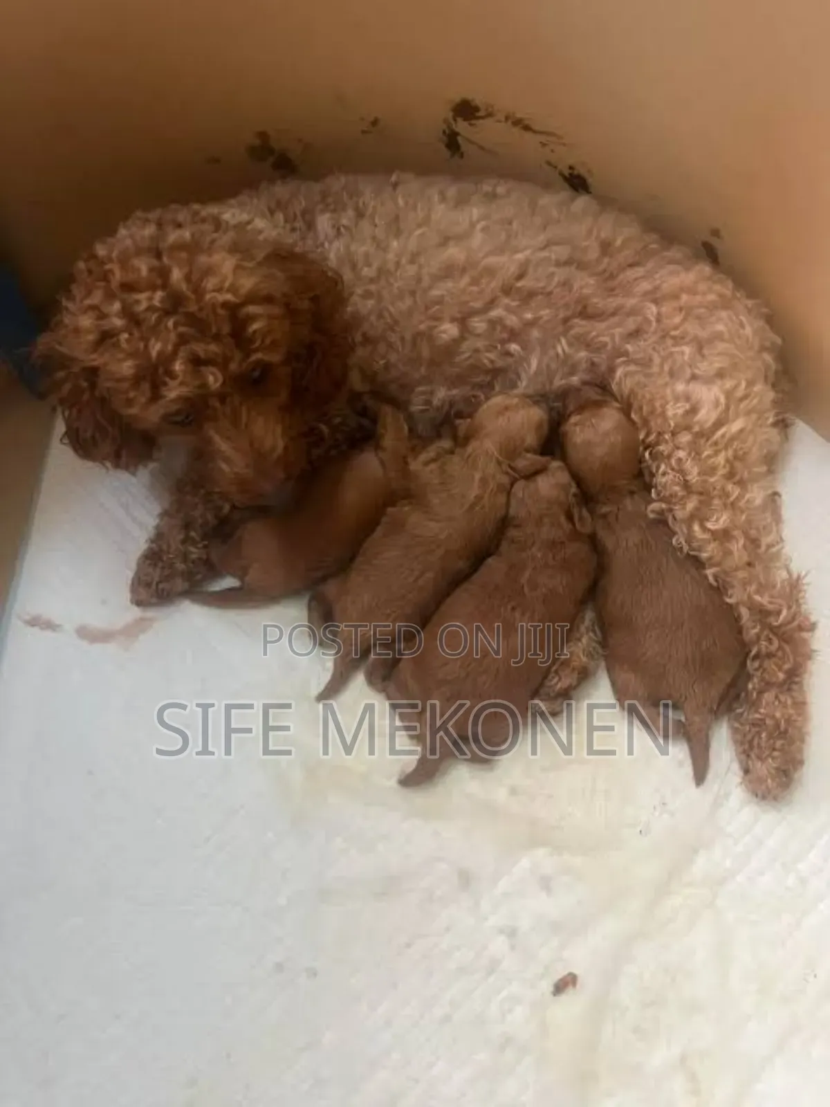 1-3 months Male Purebred Poodle