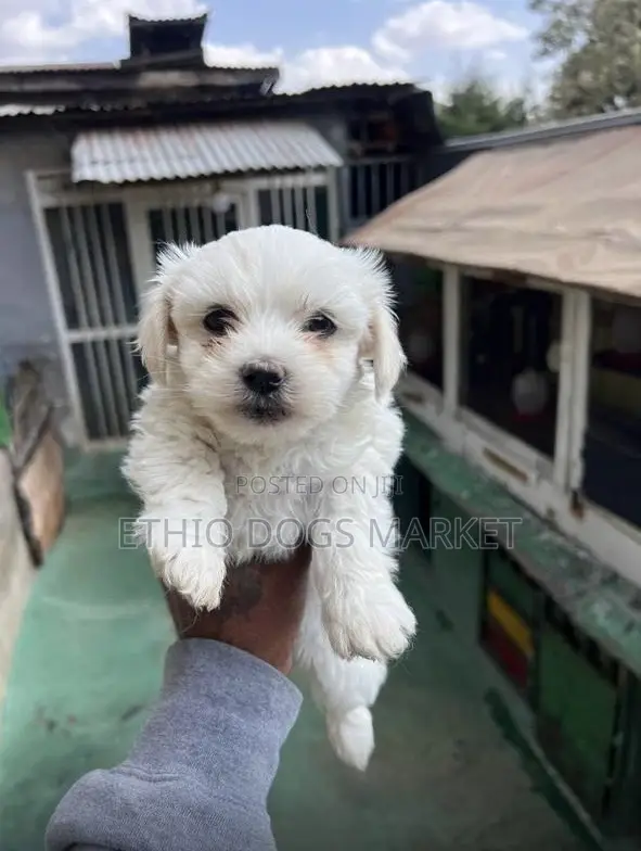 1-3 months Male Purebred Maltese
