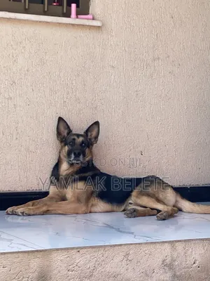 1+ year Male Purebred German Shepherd