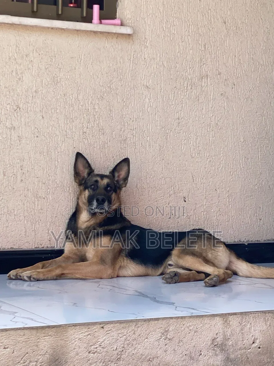 1+ year Male Purebred German Shepherd