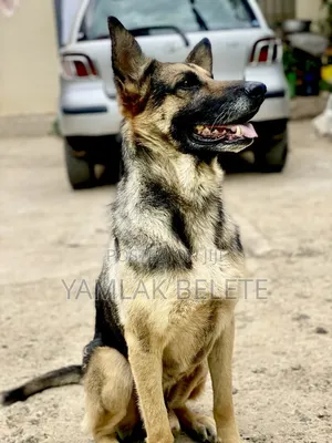 1+ year Male Purebred German Shepherd