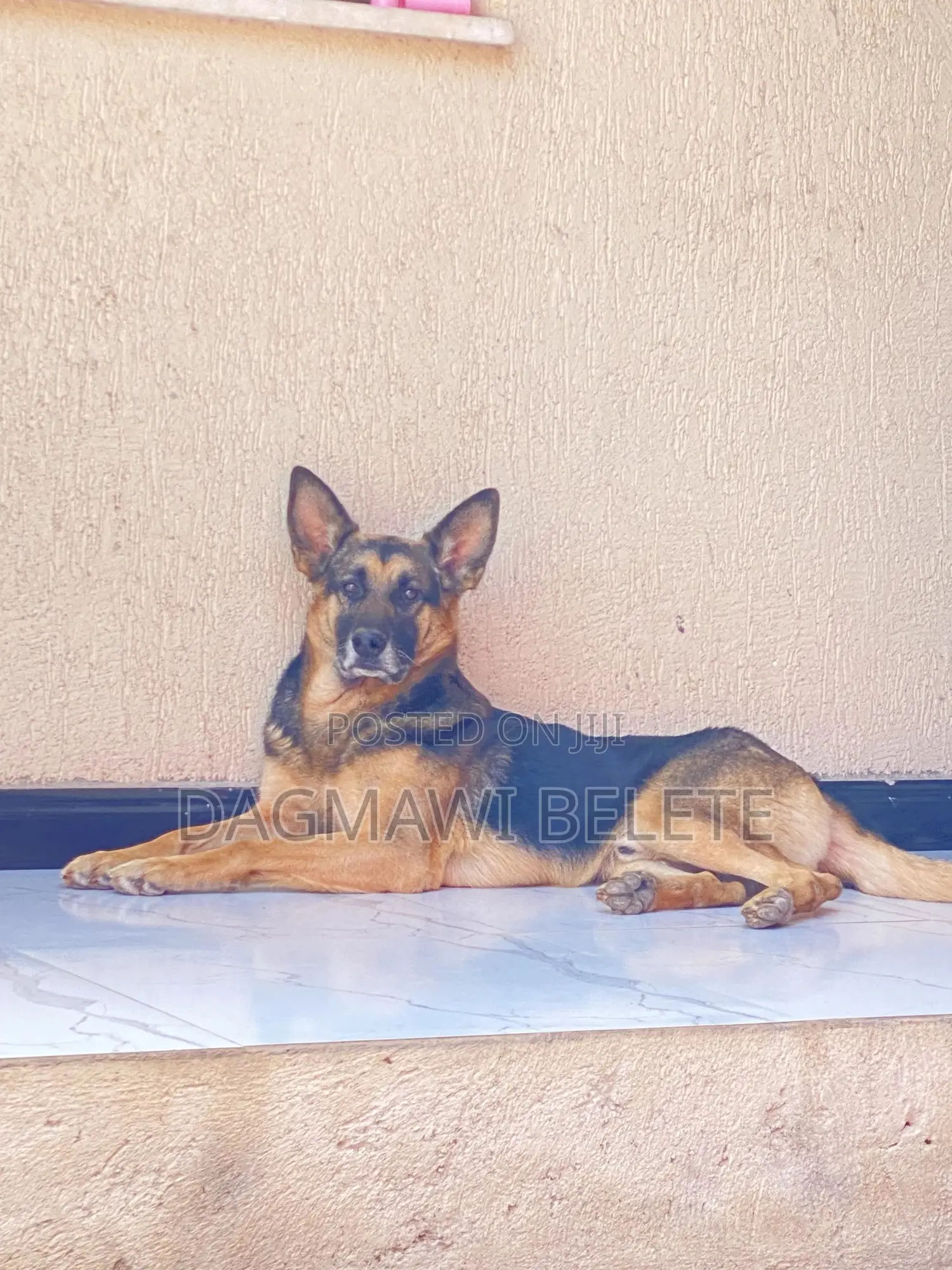 1+ year Male Purebred German Shepherd