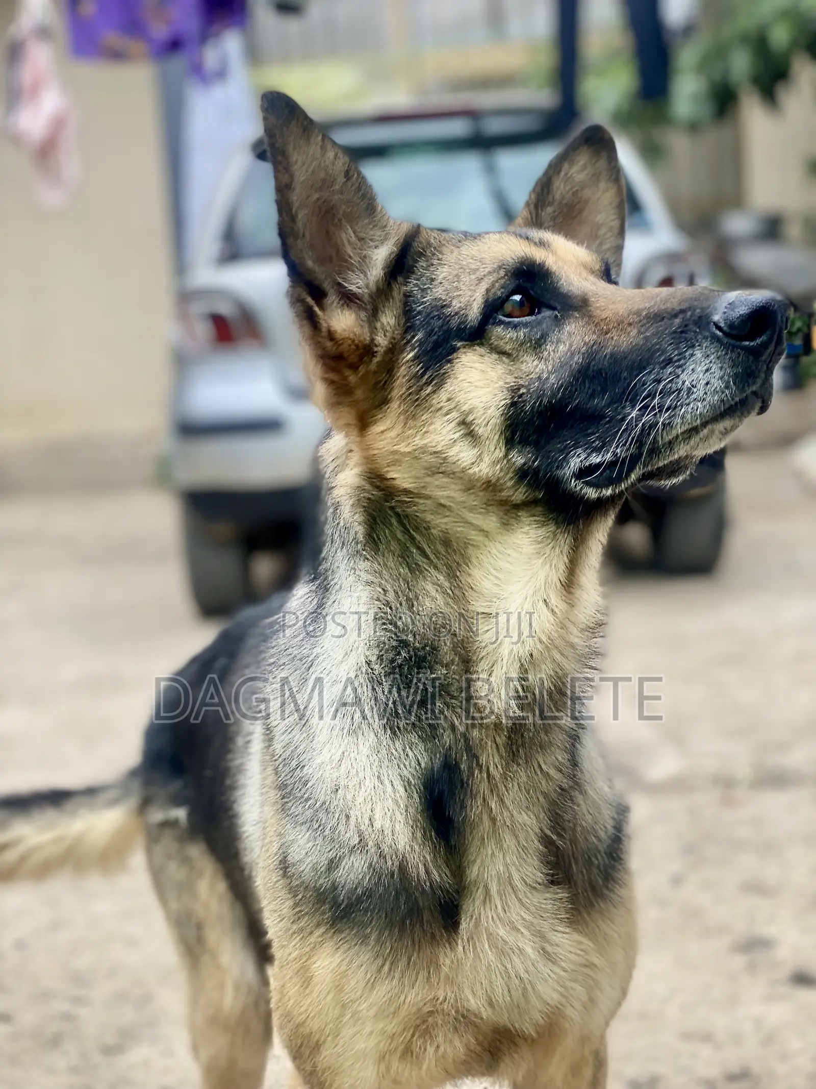 1+ year Male Purebred German Shepherd