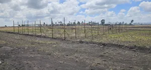 Konto Bota
