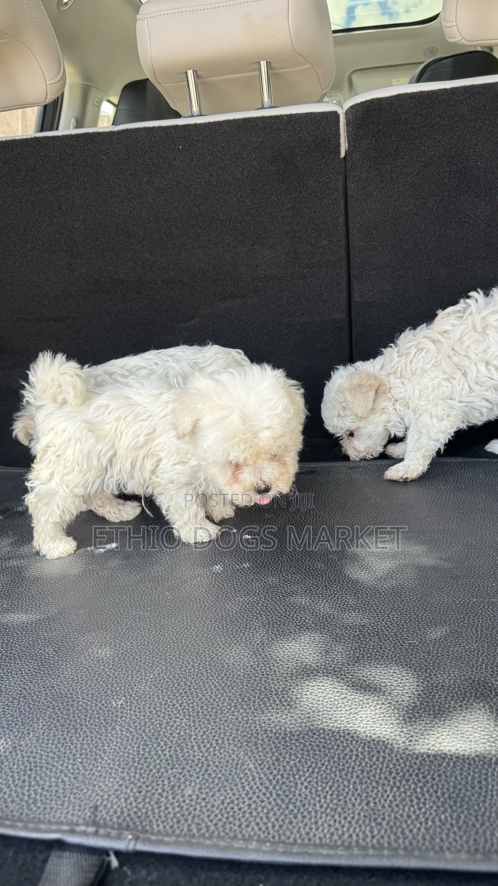 1-3 months Male Purebred Maltese