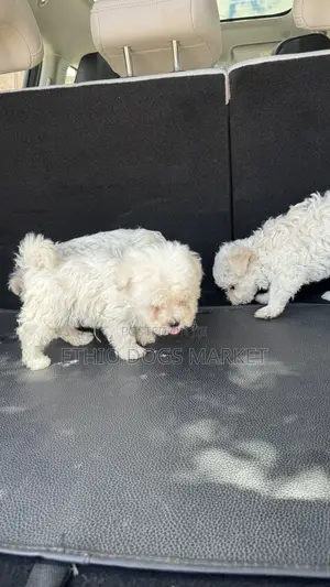 1-3 months Male Purebred Maltese