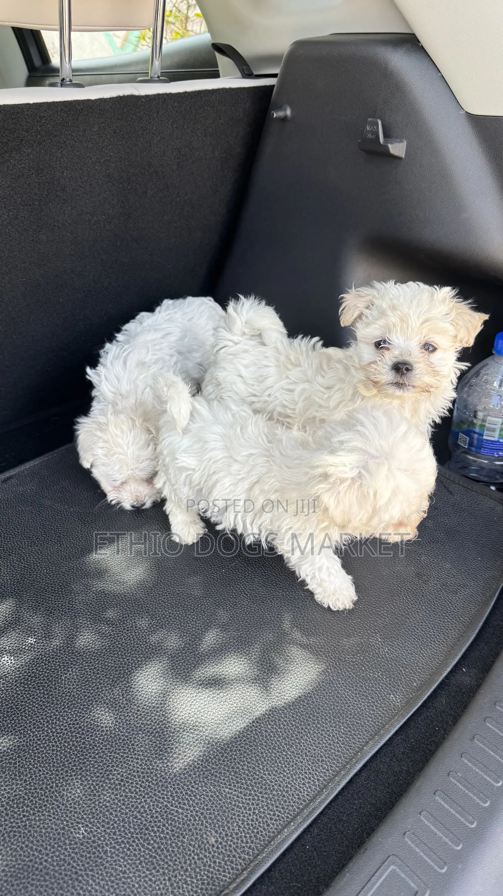 1-3 months Male Purebred Maltese