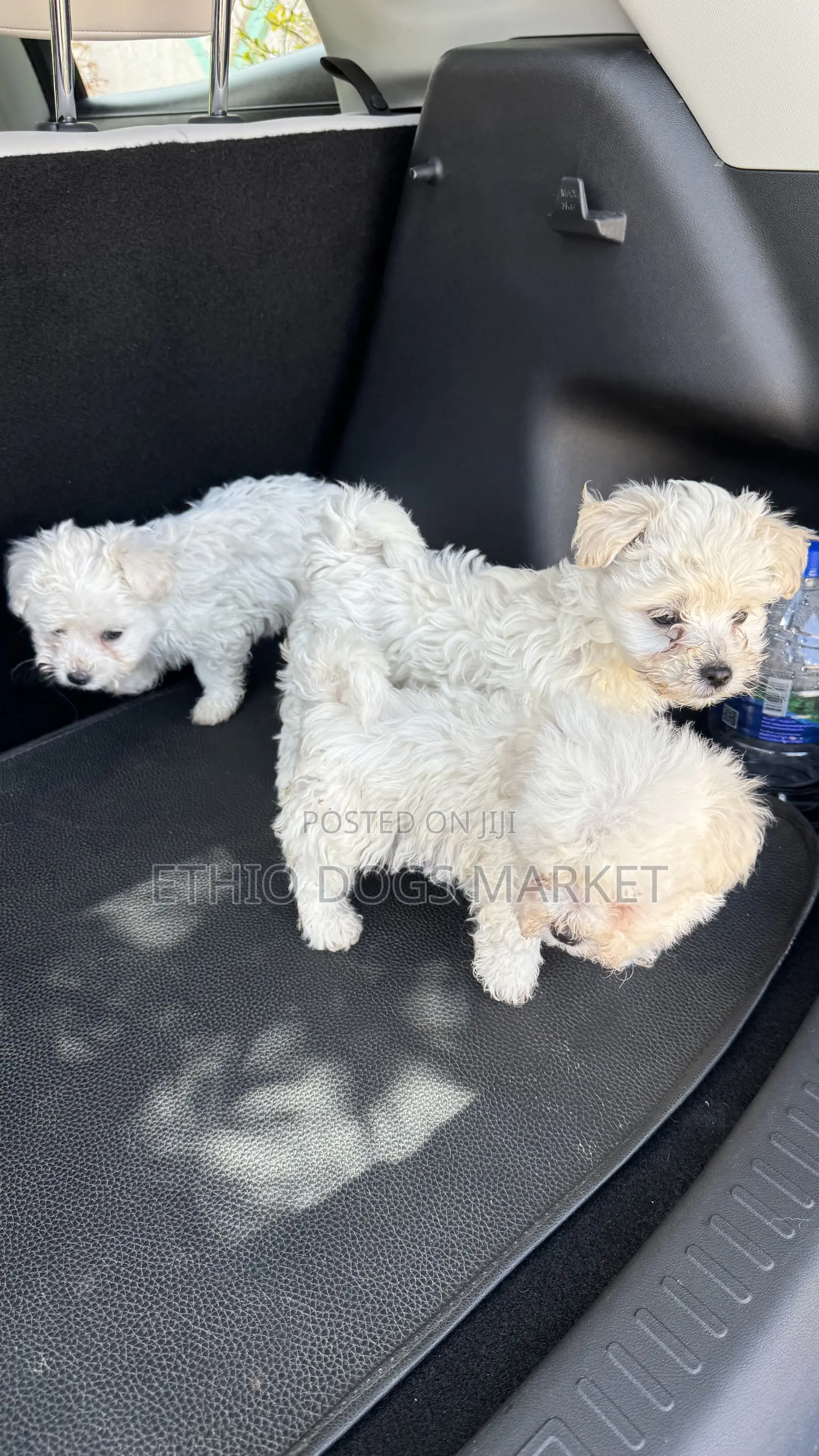 1-3 months Male Purebred Maltese