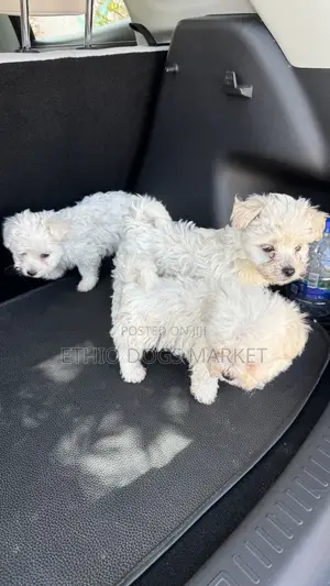1-3 months Male Purebred Maltese