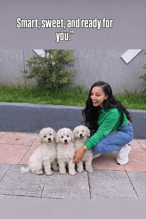 3-6 months Male Purebred Poodle
